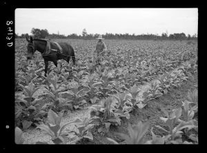 [Untitled photo, possibly related to: Cultivating tobacco on one of the Irwinville Farms, Georgia]