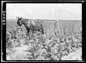 [Untitled photo, possibly related to: Cultivating tobacco on one of the Irwinville Farms, Georgia]