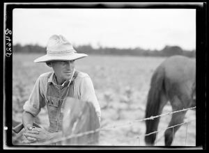 [Untitled photo, possibly related to: Cultivating tobacco on one of the Irwinville Farms, Georgia]