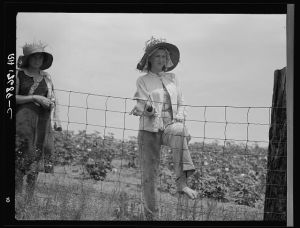 The landowner's daughter hoes cotton on a south Georgia farm