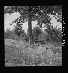 The tree roots show how the land has been washed away on this old plantation. Wray Plantation, Greene County, Georgia