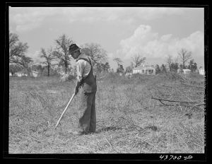 [Untitled photo, possibly related to: Mr. Cecil Roy, clearing land at Hazlehurst Farms Inc. near Hazlehurst, Georgia]