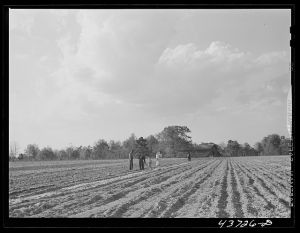 [Untitled photo, possibly related to: Family working in their two-acre tract in the community garden at Hazlehurst Farms Inc., Hazlehurst, Georgia]