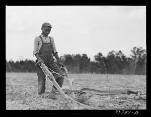 [Untitled photo, possibly related to: Mule on a farm. Near Hazlehurst, Georgia]