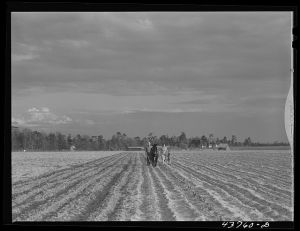 [Untitled photo, possibly related to: Levi Usher and his family plowing their two-acre tract in the community garden at Hazlehurst Farms, Georgia]