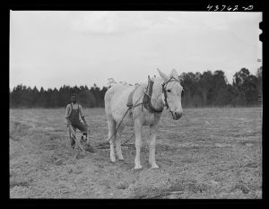 [Untitled photo, possibly related to: Mule on a farm. Near Hazlehurst, Georgia]