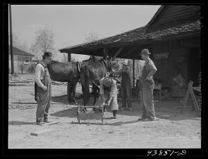 Shoeing a mule in Glenloch. Heard County, Georgia