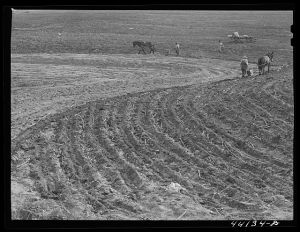 Planting cotton. Heard County, Georgia