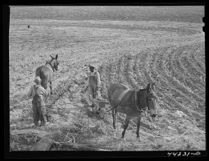 Planting cotton in Heard County, Georgia
