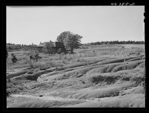[Untitled photo, possibly related to: Erosion of a farm west of Greensboro, Greene County, Georgia]