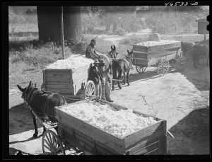 At the cotton gin in Siloam on ginning day, Greene County, Georgia