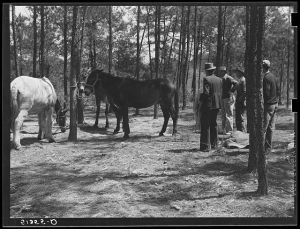 Atlanta mule warehouse sends a camp into rural sections of Georgia for several weeks at a time to sell mules to farmers