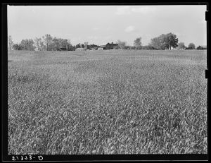Wheat field on Taylor brothers' farm. One of largest and best in Greene County, Georgia
