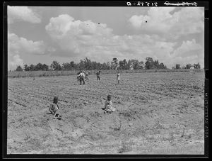 Fanny Lowe's family chopping. Flint River Farms, Georgia