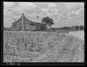 General Took's old house and corn crop. Flint River Farms, Georgia