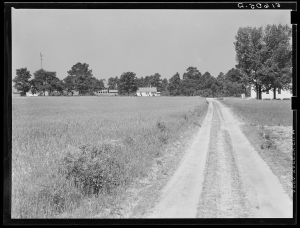[Untitled photo, possibly related to: Old house and new one, with cotton coming up in foreground. Flint River Farms, Georgia]