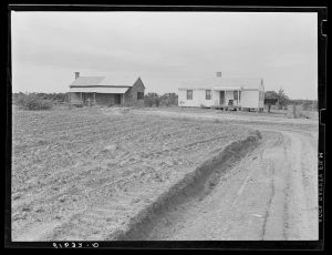 Old house and new one, with cotton coming up in foreground. Flint River Farms, Georgia