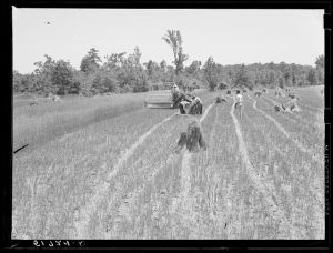 Lonny Smith harvesting his oats with binder belonging to Will Miller, also a project family. A.M. Fields, the farm supervisor, is helping and directing the work. Flint River Farms, Georgia