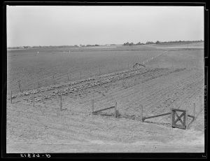 [Untitled photo, possibly related to: Odice Brock working in his garden. Flint River Farms, Georgia, near Montezuma]
