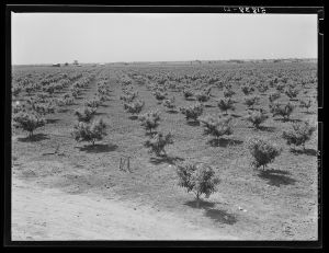 [Untitled photo, possibly related to: Odice Brock's peach orchard. Flint River Farms, Georgia]