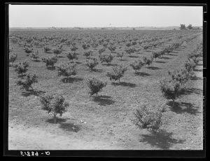 [Untitled photo, possibly related to: Odice Brock's peach orchard. Flint River Farms, Georgia]