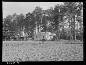 Jesse Sutton's house in the pines with garden in foreground. Flint River Farms, Georgia