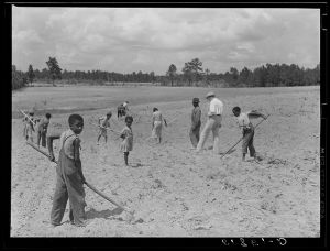 FSA (Farm Security Administration) farm supervisor H.N. West visits George Dobbins, client whose family is chopping cotton, to see how his crop is coming along. Green County, Georgia