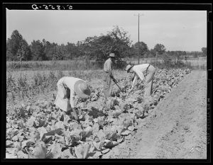FSA (Farm Security Administration) supervisor H.M. West looking over home garden of Henry and Mary Mitchell, clients. Greene County, Georgia