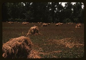 Typical southeastern Georgia farm with newly harvested field of oats