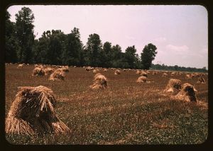 Typical southeastern Georgia farm with newly harvested field of oats