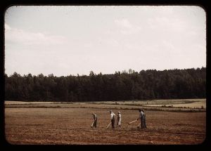 Chopping cotton, Greene County, Ga.?