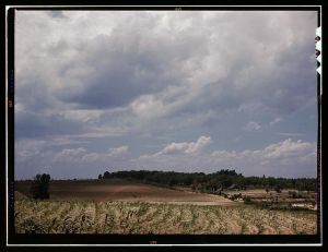 Corn field, Ga.?