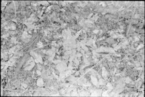 Locating wild herbs with Etta Anderson, Ocilla, Georgia