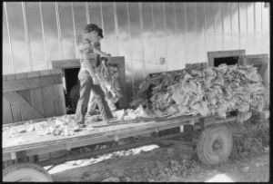 Picking tobacco with Akins Family, Berrien County, Georgia