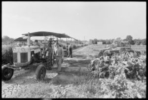 Picking tobacco with Akins Family, Berrien County, Georgia