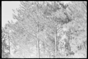 Picking tobacco with Akins Family, Berrien County, Georgia