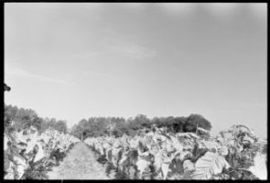 Picking tobacco with Akins Family, Berrien County, Georgia