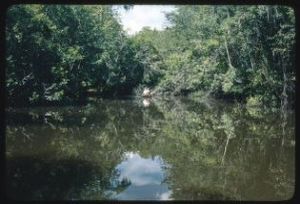Fishing on Alapaha River near US 319