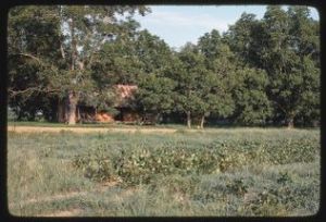 Shellhorse farm, Tifton, Georgia