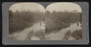 Okefenokee Swamp, dense as a jungle, Cal., U.S.A.