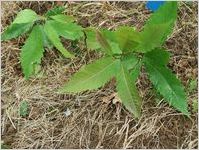 American chestnut