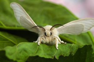 Bombyx mori