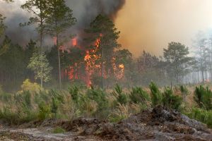 Bugaboo Scrub Fire