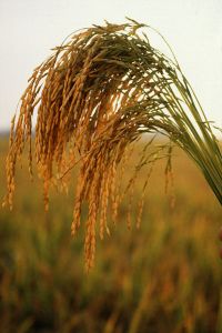 Rice Plant