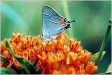 Butterflies and moths
