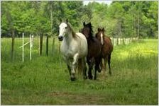 Horses