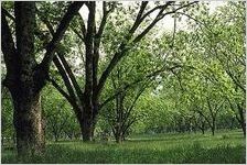 Houston County