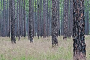 Longleaf Pine and Wiregrass