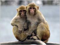 Rhesus Macaques