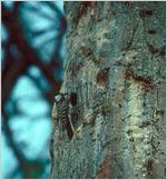 Red-Cockaded Woodpecker